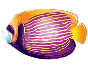 Баннер Рыба-Ангел 50 см